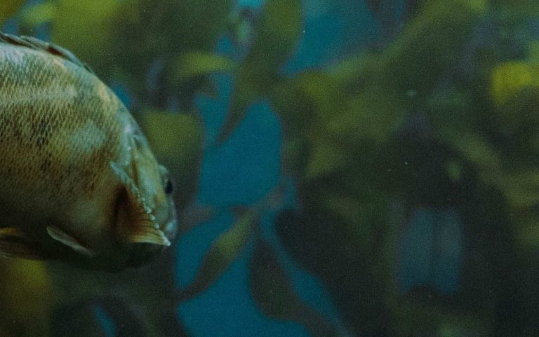 A fish in seaweed